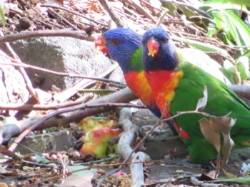  Rainbow lorikeets at The Kings School 